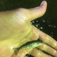 قزل آلا (بچه ماهی)