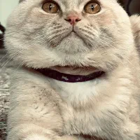 گربه اسکاتیش