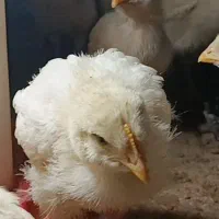 سن جوجه گوشتی راس