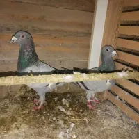 کفتر آلمانی