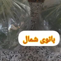 سبزی محلی ارگانیک خوش عطر ناب شمال|خوردنی و آشامیدنی|ساری, |دیوار