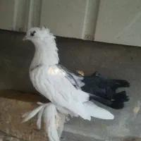 5 عدد کبوتر تزیینی|پرنده|قم, سربخش|دیوار