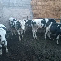 ۸عدد گوساله