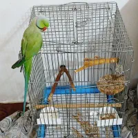 طوطی ملنگو نر فروش به علت کمبود جا|پرنده|شیراز, محراب|دیوار