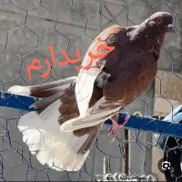 کفترسفیدنر اراکی و نر زرد و سرخ ماده دم سفید|پرنده|قم, نیروگاه|دیوار