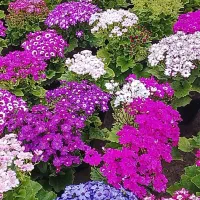 فروش گل شب عید