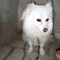 پامرین ماده