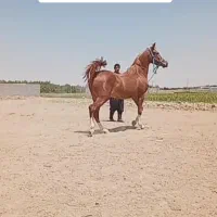 مادیان ۳سال کرد