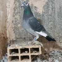 ماده قره سبز پلاکی|پرنده|خلیل آباد, |دیوار