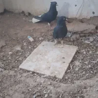 دم سفید جفتی|پرنده|سبزوار, رباط|دیوار