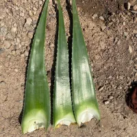 برگ الوراا|عمده‌فروشی|کرج, انبار مپنا|دیوار