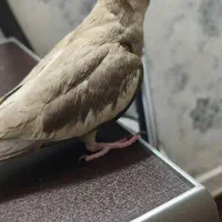 عروس هلندی وایت فیس|پرنده|بروجرد, |دیوار