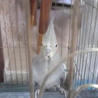 عروس هلندی ماده مست