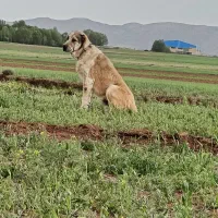 سگ افغان|سگ|هیر, |دیوار