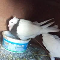 کفتر طوقی دم تخم|پرنده|گرگان, |دیوار