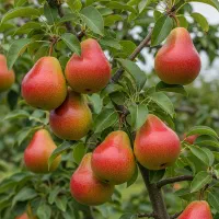 نهـال آلــبالو پربار و اصلاحشده تضمینی|خدمات باغبانی و درختکاری|قشلاق دشت, |دیوار