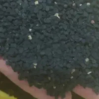 فروش بذر پیاز محلی تشان