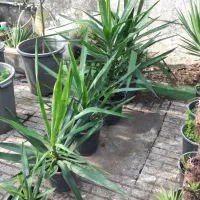 بونسای یوکا گونه خاص|گل و گیاه طبیعی|بندر انزلی, کوی آزادگان|دیوار