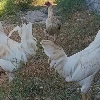فروش خروس‌دوعدد‌فوری‌