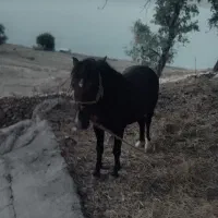 اسب چال