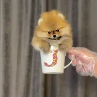 آپارتمانی پاپی سگ|سگ|اصفهان, خانه اصفهان|دیوار