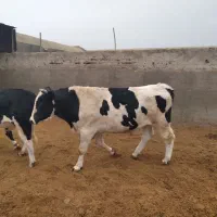 گوساله نرچاق|حیوانات مزرعه|کاشان, مشکات|دیوار