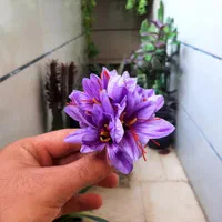 باغبانی و اجرای فضای سبز|خدمات باغبانی و درختکاری|قزوین, |دیوار