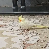 عروس هلندی گمشده