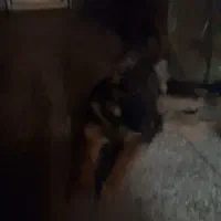 سگ ژرمن پنج ماهگی|سگ|کرمان, |دیوار