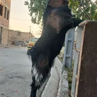 بزنر برای نگهداری  نسل کشی  عالی