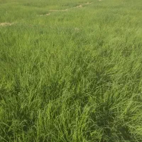 نشای پیاز|گل و گیاه طبیعی|بوستان, |دیوار