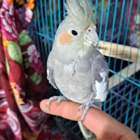 عروس هلندی نر ماده مرغ عشق کاسکو طوطی|پرنده|ری, صفاییه (چشمه علی)|دیوار