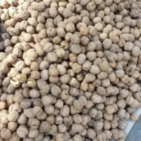 گردوی تویسرکان