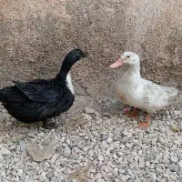 اردک مرغابی