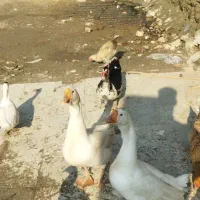 ی جفت قوغاز مرغو خروس  اردک خارجی