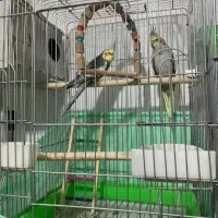 عروس هلندی مولد