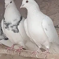 کبوترپرشی|پرنده|ری, شهرری|دیوار