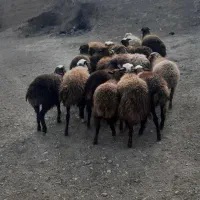 ۱۷راس کاور دوری نر ماده