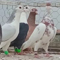 ۱۰تا کبوتر پرشی فنر اصل بازی