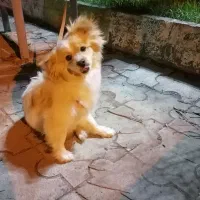 سگ پاکوتاه نژاد پامر اشپیتز