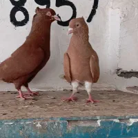 کبوتر سرخ وزرد