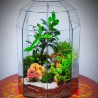 تراریوم پالوداریوم موساریوم عمده