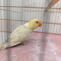جوجه طوطی برزیلی سرلاکی پاربلو خالص خالص
