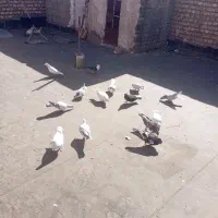 16عددزدخوردی پاکستانی