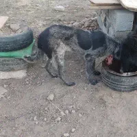 سگ ماده