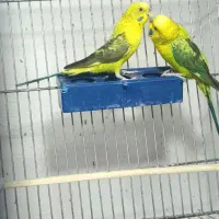 مرغ عشق گمشده