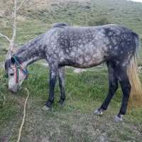 خرید و فروش اسب