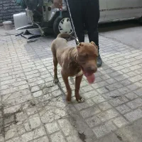 پیت بول|سگ|مشهد, عامل|دیوار