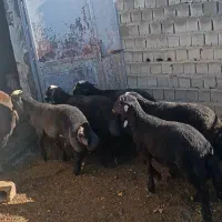 بره نر شین بش|حیوانات مزرعه|نقده, |دیوار