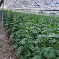 زمین کشاورزی راین